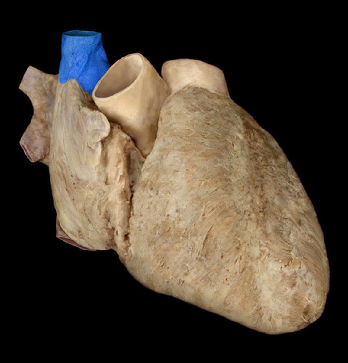 <p>Name the Structure of the Right Atrium</p>