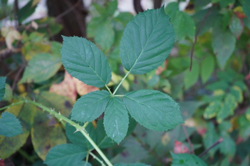 <p><em>Rubus </em>sp.</p>