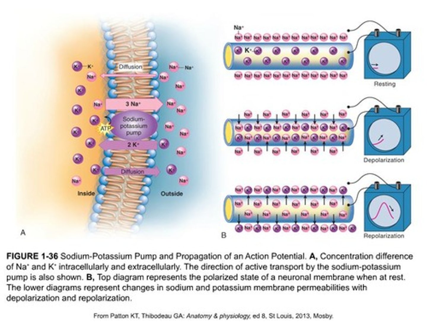<p>The sodium-potassium pump is crucial for maintaining the electrochemical gradient, which is essential for nerve impulse transmission and muscle contraction.</p>