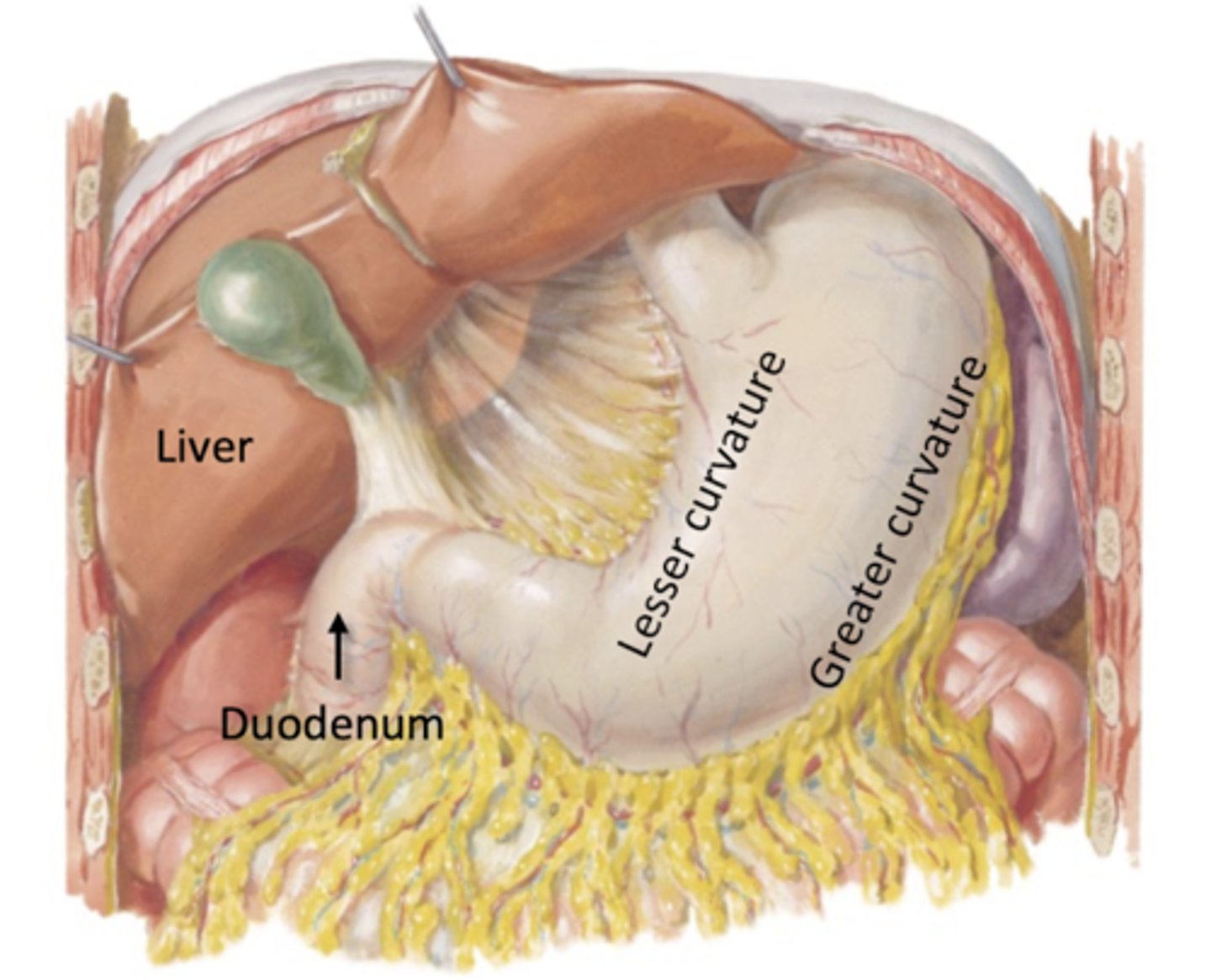 <p>4 Regions: Cardia, Fundus, Body, Plyoris</p><p>-lesser and greater curvature</p>