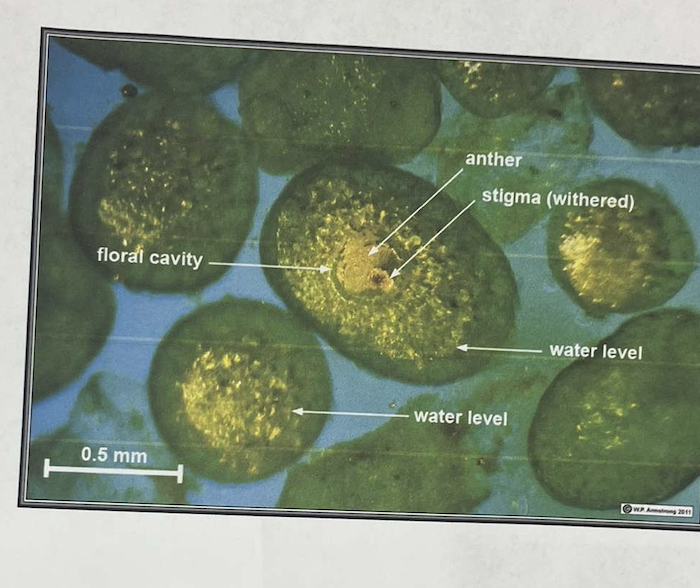 <p>plant?</p>