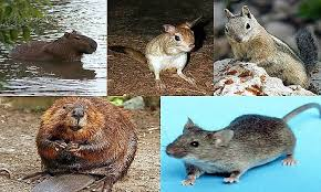 <p>Gnawers</p><ul><li><p><span style="background-color: transparent;"><span>Make up 44% of all mammals, with about 2,500 species. </span></span></p></li><li><p><span style="background-color: transparent;"><em><u><span>Single pair of large upper and lower incisors, open rooted and chisel like</span></u></em><span>. They have no canines, reduced dental formulae, and a diastema</span></span></p></li></ul><ul><li><p>Family: <span style="background-color: transparent;"><strong><span>Castoridae</span></strong></span></p></li><li><p><span style="background-color: transparent;"><span>Family: </span><strong><span>Geomyidae</span></strong></span></p></li><li><p><span style="background-color: transparent;"><span>Family: </span><strong><span>Heteromyidae</span></strong></span></p></li><li><p><span style="background-color: transparent;"><span>Family: </span><strong><span>Sciuridae</span></strong></span></p></li><li><p><span style="background-color: transparent;"><span>Family: </span><strong><span>Zapodidae</span></strong></span></p></li><li><p><span style="background-color: transparent;"><span>Family: </span><strong><span>Cricetidae</span></strong></span></p></li><li><p><span style="background-color: transparent;"><span>Family: </span><strong><span>Muridae</span></strong></span></p></li><li><p><span style="background-color: transparent;"><span>Family: </span><strong><span>Erethizontidae</span></strong></span></p></li><li><p><span style="background-color: transparent;"><span>Family: </span><strong><span>heterocephalidae</span></strong></span></p></li></ul><p></p>