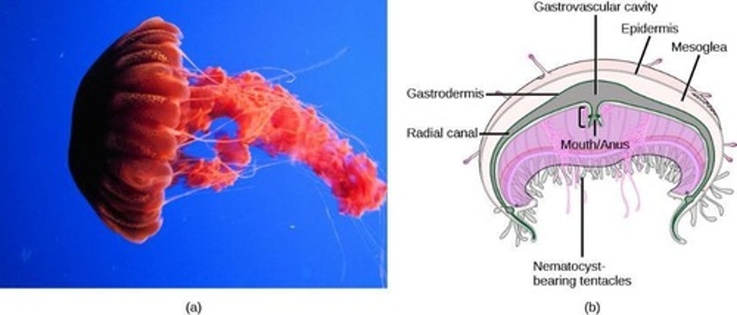 <p>Class of Cnidaria, known as true jellyfish.</p>