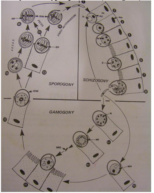 <p>Describe life cycle of ——-?</p>