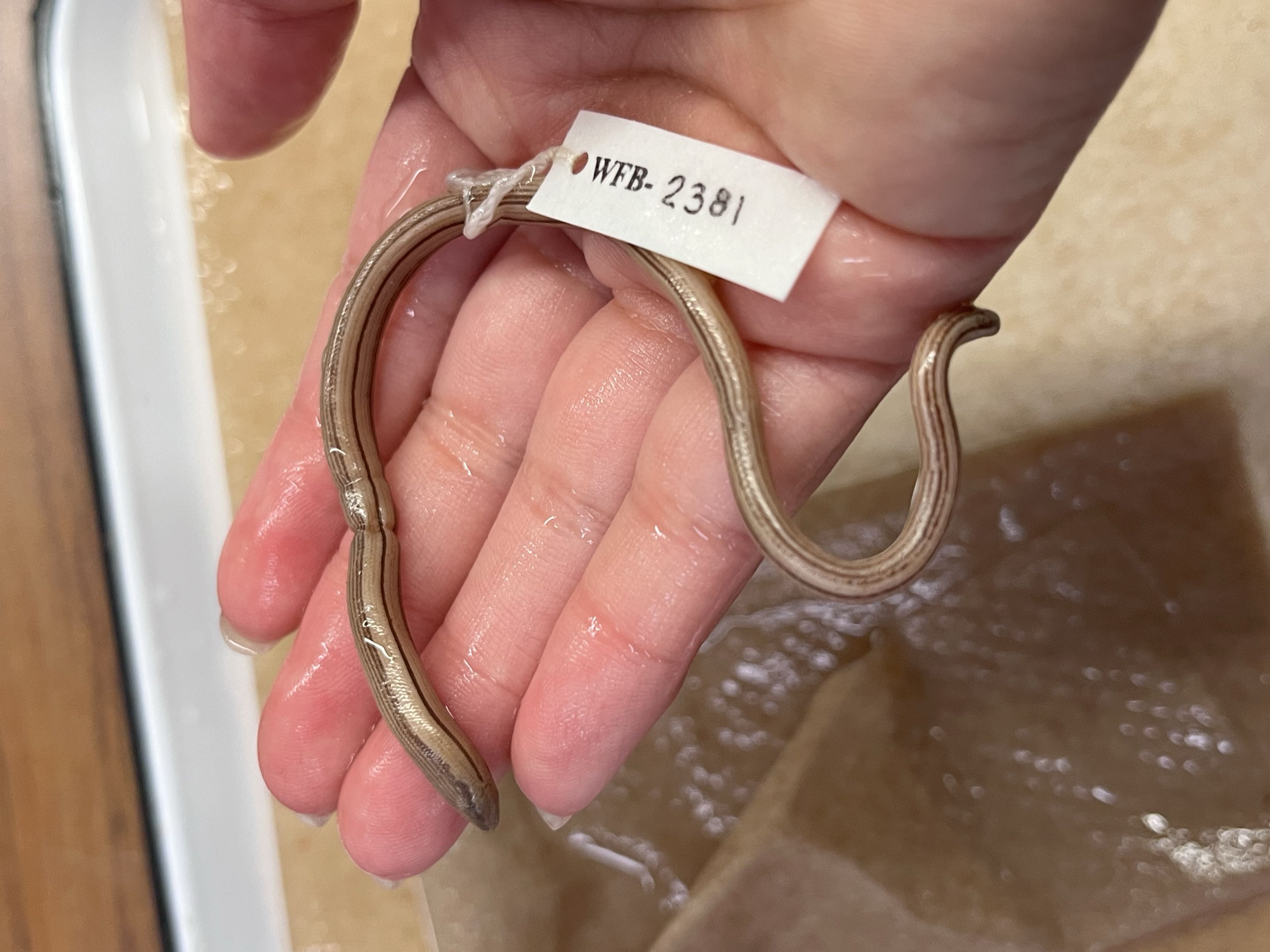 <p>Infraorder + Family?<br><strong>- leggless</strong></p><p><strong>- eye lids</strong></p><p>- North America</p><p>- circular scales</p><p>- doral stripe + thin lateral stripes</p><p>- shovel snout</p><p>>10 species</p>