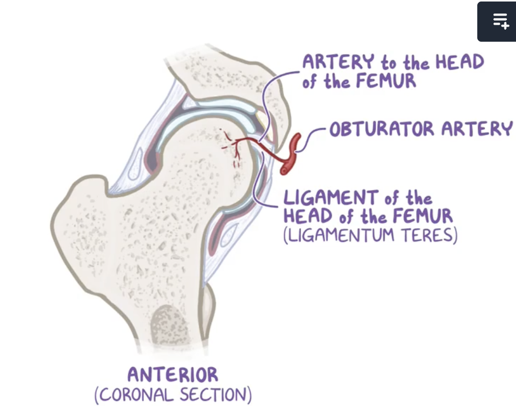 <p>Ligamentum teres</p>