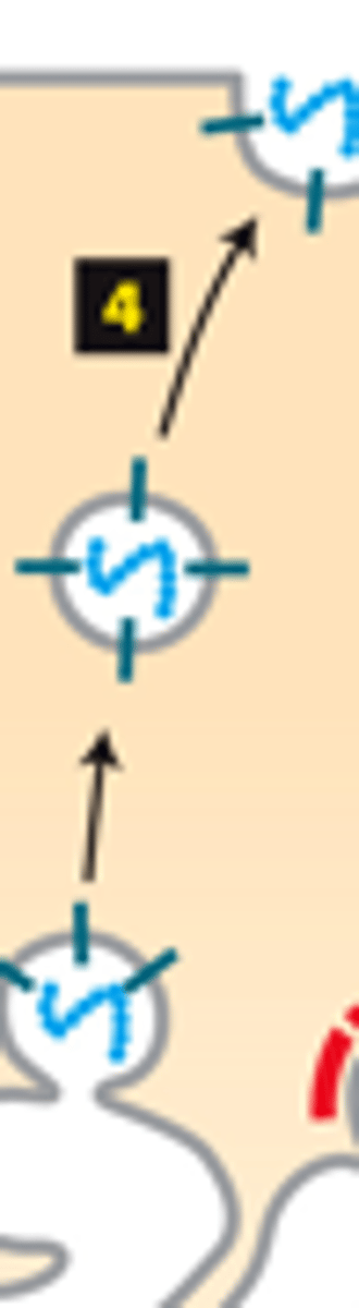 <p>five destinations trans-golgi complex sorts into for transport: unknown coat, transport constitutively secreted proteins and plasma membrane proteins to the plasma membrane</p>