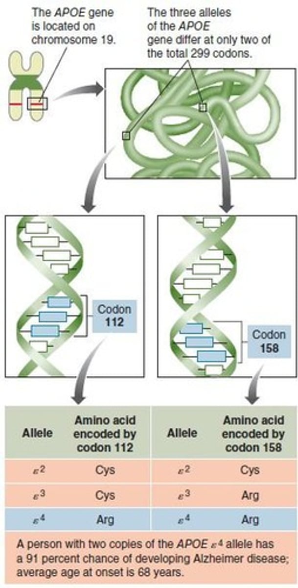 <p>Risk increases with age; the e4 variant of the APOE gene increases risk significantly</p>