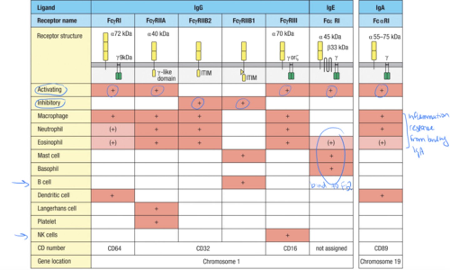 <p>The Fc receptor for monomeric IgA belongs to a different family than the Fc receptors for IgG and IgE</p>