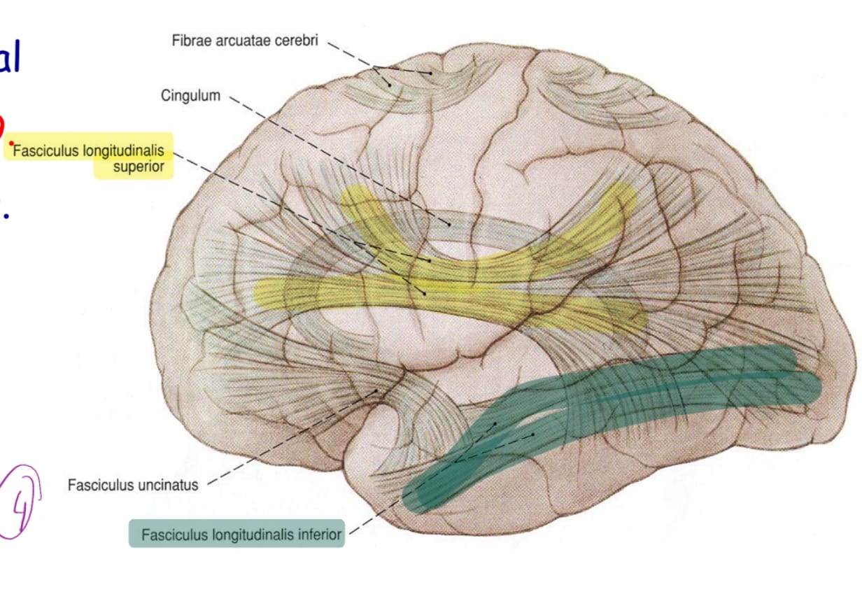 <p>en uzun assosiasyon yolu- frontal (B8) ile paryetal ve oksipital lobları (b18 ve 19) bağlar- Frontal ve occipital görme alanlarını birleşdirir </p>