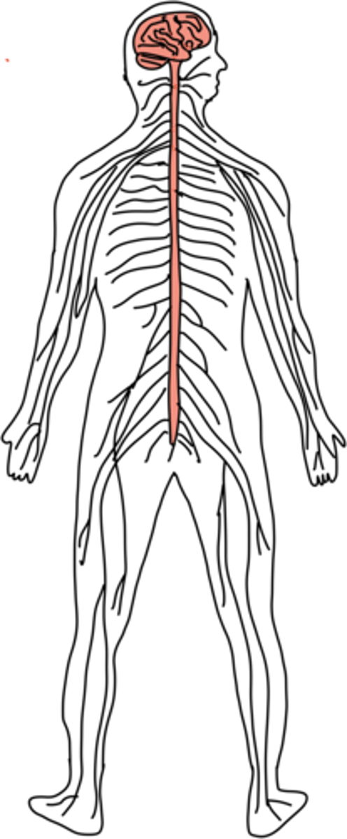 <p>Perifere ZS</p>