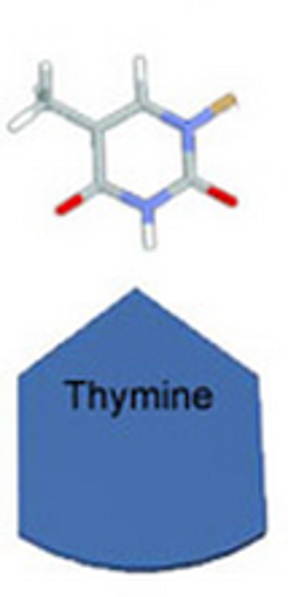 <p>one of the bases of DNA that binds with adenine.</p>