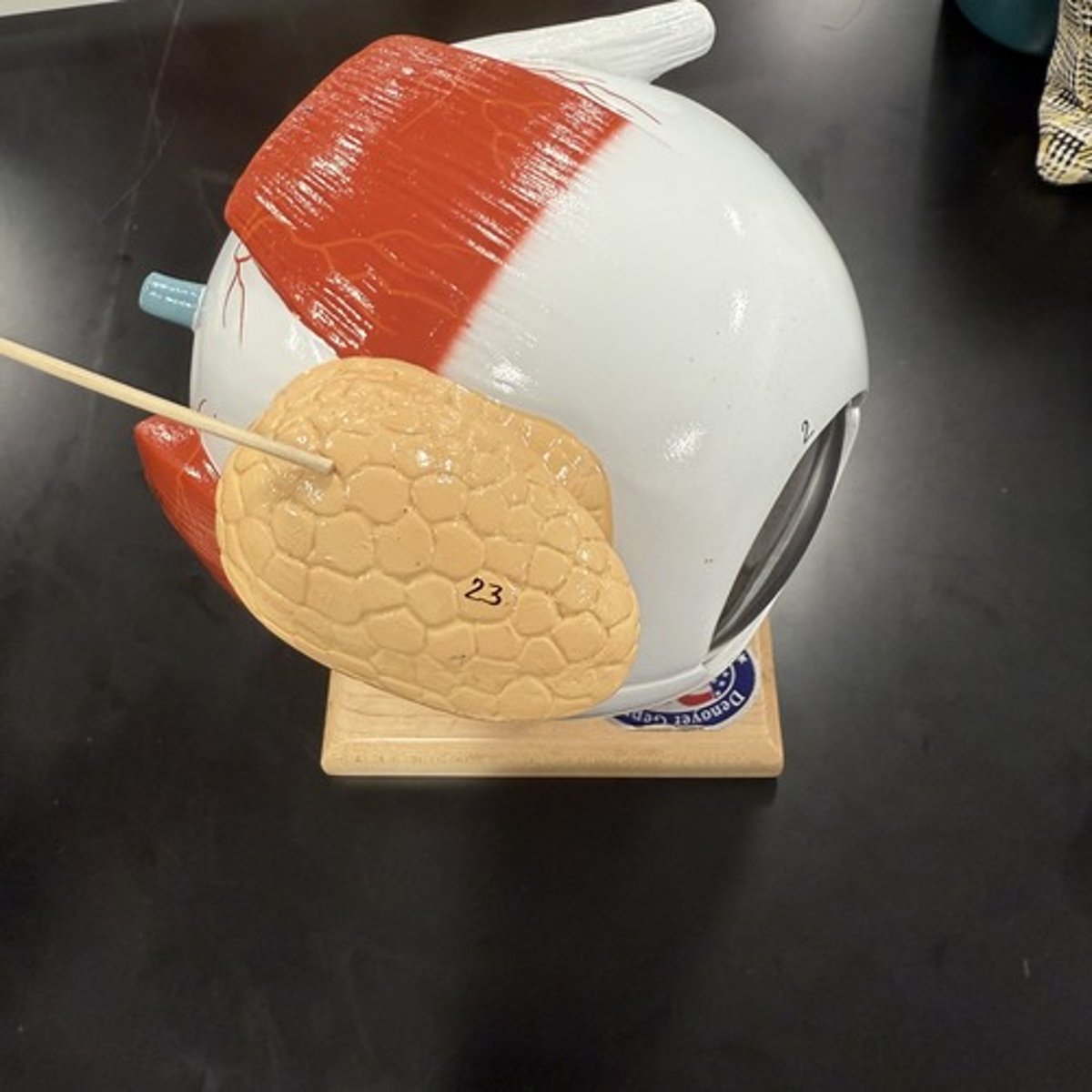 <p>What is this structure?</p>