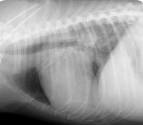 <p>Dog - what sided heart failure is this</p>