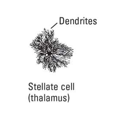 <p>stellate cel </p>