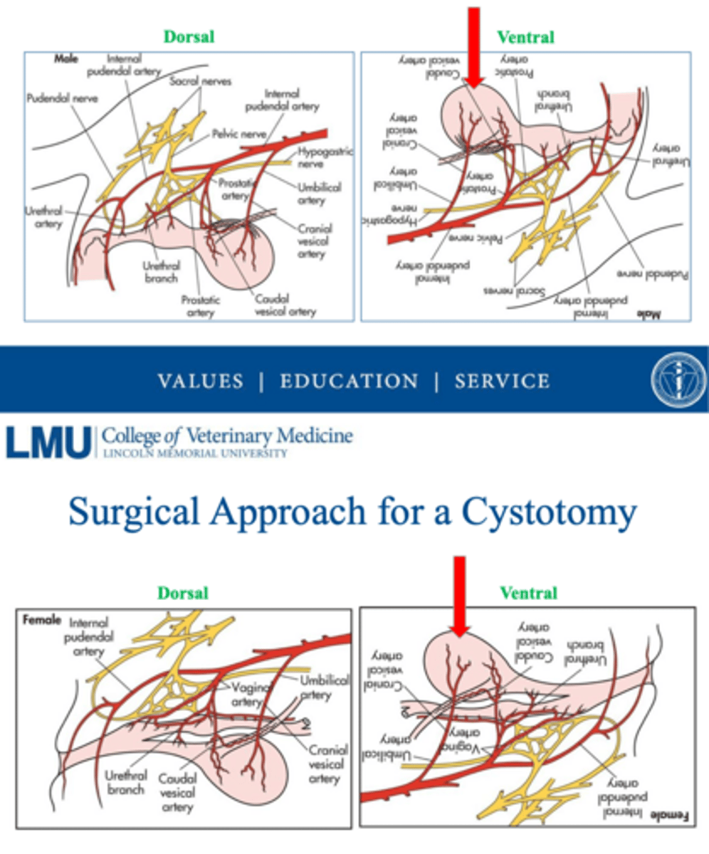 <p>what is a ventral approach for a cystotomy more ideal than dorsal</p>