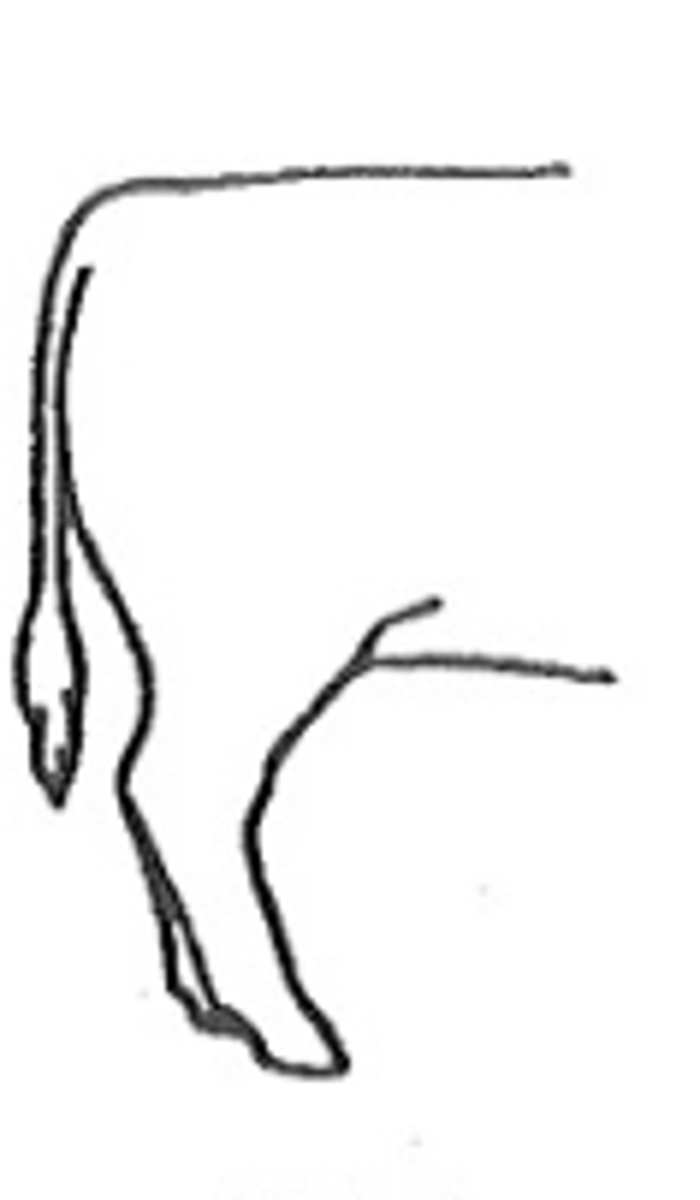 <p>hock too flexed</p>