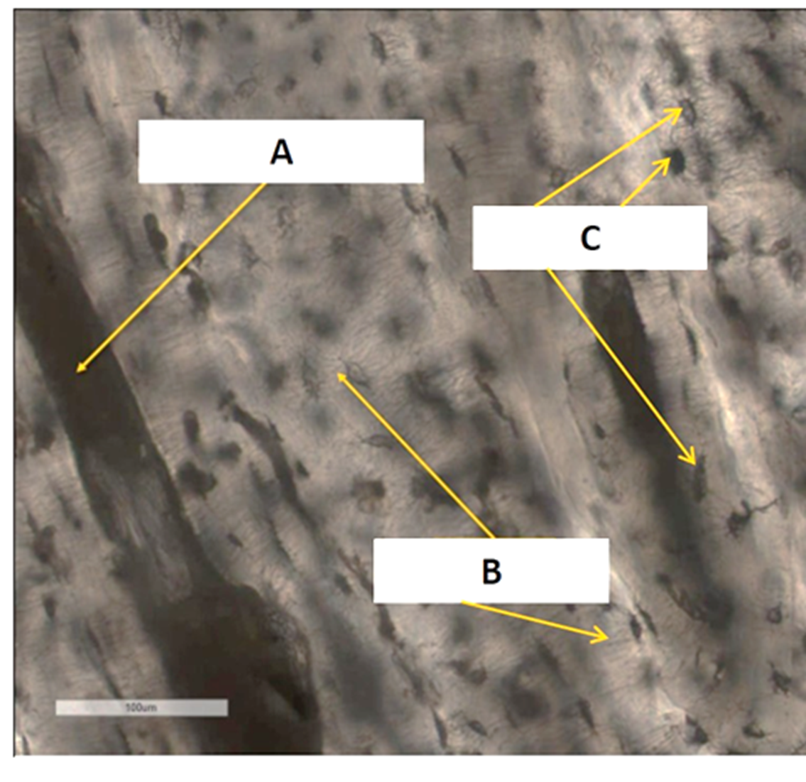 <p>What is the structure pointing to in A?</p>
