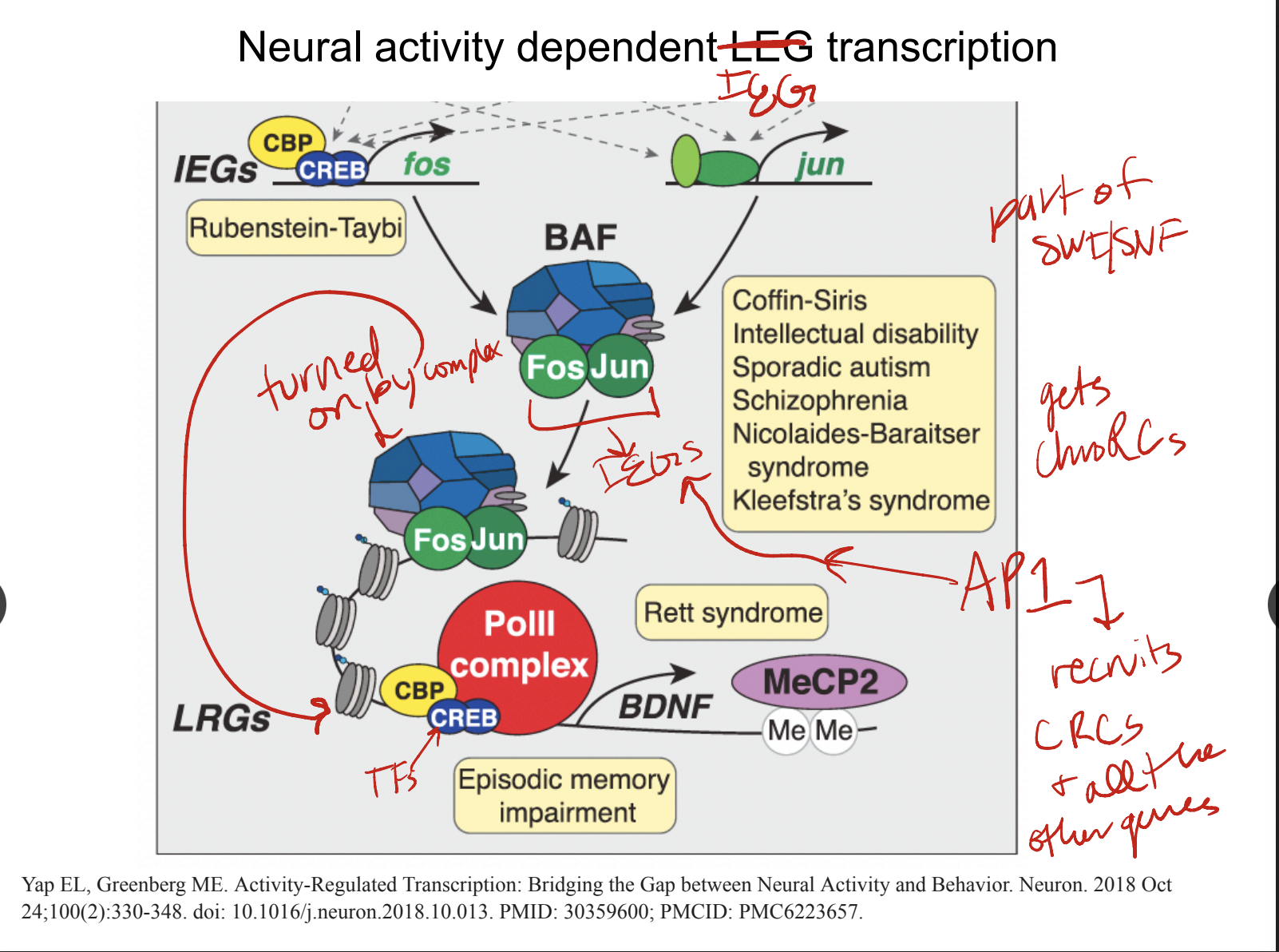 * Ca in neuron
* Fos/Jun → SWI/SNF and IEGs → AP1 recruits CRCs and all other genes by binding to its own enhancers
* not active but poised cuz of pol → bound and ready to go but need productive elongation signal → that is it needs to phosphorylized