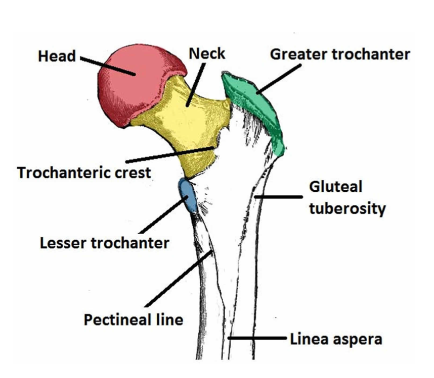 <p>Elevations and Projections </p><p>Process that form joints: </p><p>Condyle, Facet, Head </p><p>Processes to which ligaments, muscles or tendons attach: </p><p>Crest, Epicondyle, Line, Process, Spine (spinous process), Suture, Trochanter, Tubercle, Tuberosity </p>