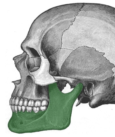 <p>What are some characteristics of the <mark data-color="yellow"><u>mandible</u></mark>(lower jawbone)?</p>