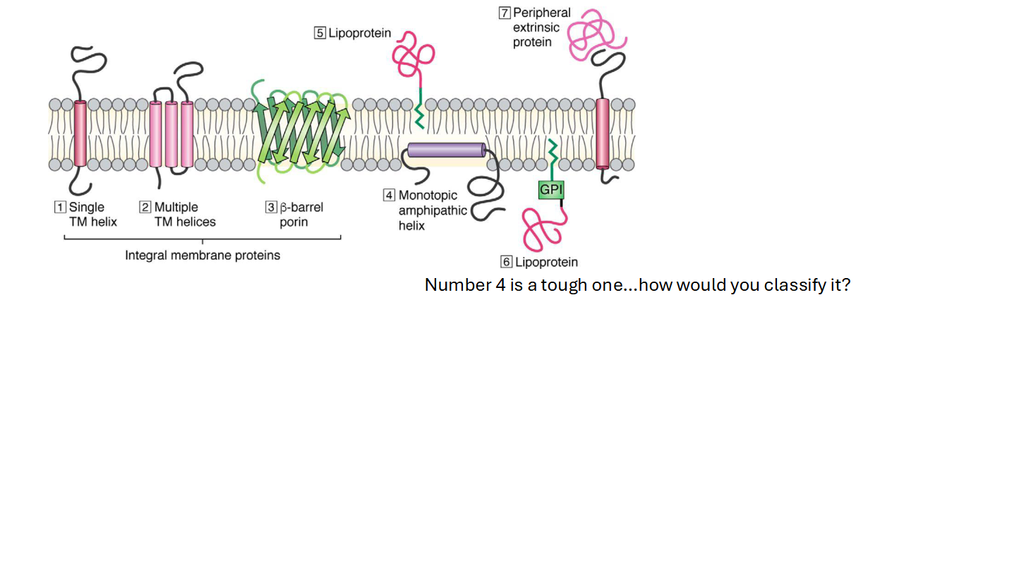 <p><strong>Integral Proteins</strong></p><ul><li><p>Embedded in the plasma membrane</p></li></ul><p><strong>Peripheral Proteins</strong></p><ul><li><p>Closely associated to the plasma membrane</p></li></ul><p></p>