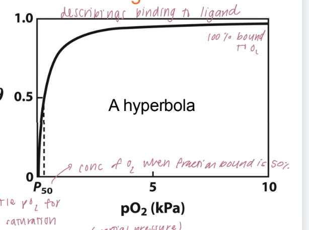 <p>curve that describes how myoglobin binds oxygen as a function of <strong>partial pressure of oxygen (pO₂)</strong>.</p><ul><li><p><strong>θ (theta)</strong> is the fraction of myoglobin molecules that are bound to oxygen at a given oxygen pressure.</p></li><li><p>As the oxygen concentration (measured in partial pressure, <strong>pO₂</strong>) increases, the fraction of myoglobin bound to oxygen rises and eventually levels off at 1.0 (100% bound). This creates a <strong>hyperbolic curve</strong>.</p></li><li><p><strong>p₅₀</strong> is the partial pressure of oxygen at which <strong>50%</strong> of the myoglobin is saturated with oxygen (θ = 0.5)</p><ul><li><p>low value of p₅₀ suggests that myoglobin binds oxygen with high affinity</p></li></ul></li></ul><p></p>