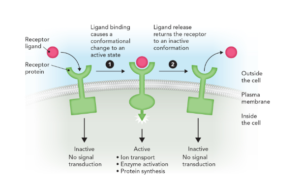 <p>changes in shape (conformational changes) which activates the receptor and affects intracellular activity (increases enzyme activity)</p>