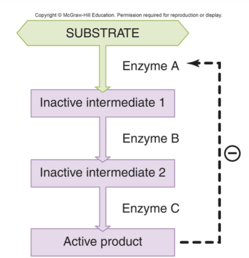 <p>Production of a substance inhibits further production of that substance » return fluctuations in levels to their set point</p>