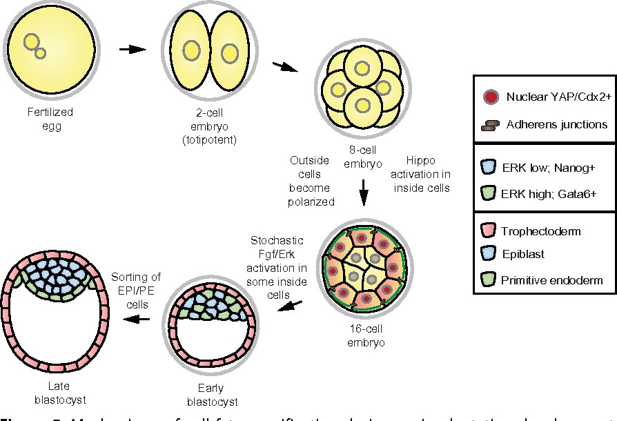 <ul><li><p>inner cell mass = fetus</p></li><li><p>Trophectoderm= placenta </p></li><li><p>Blastocoel cavity = cavitation </p></li></ul>