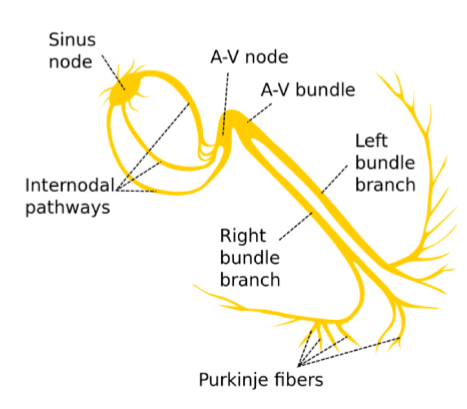 <p>pathway that AP travels inside the heart</p><p><strong>SA node → AV node → Bundle of HIS → Purkinje fibers</strong></p>