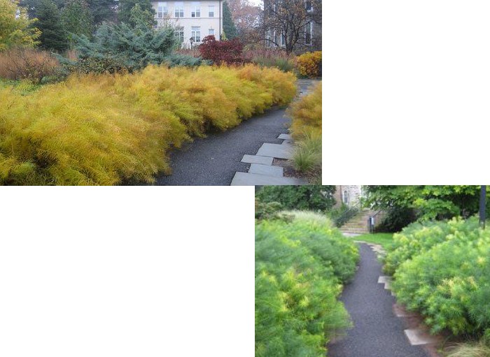 <ul><li><p>Alternate, thin, entire, oblong-elliptic to lance-shaped foliage. </p></li><li><p>Medium to dark green — turns golden yellow in the fall (PRO, attractive foliage in every season!)</p></li><li><p>Terminal panicles of steel-blue buds, 5-petaled star shaped flowers.</p></li><li><p>Flowers in May and June</p></li><li><p>Grows 2-3.5 ft clump, will arch over with age</p></li><li><p>Deer resistant</p></li><li><p>NWPL: NL</p></li></ul><p></p>