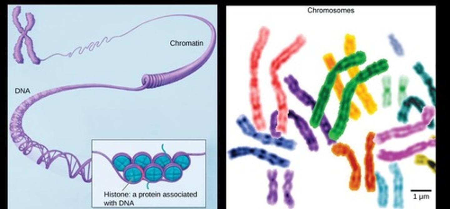 <p>DNA, the hereditary material.</p>