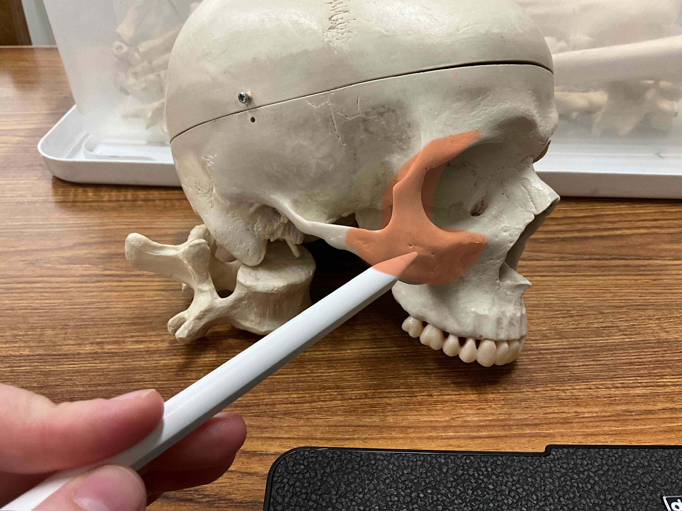 <p>Name the bone</p>