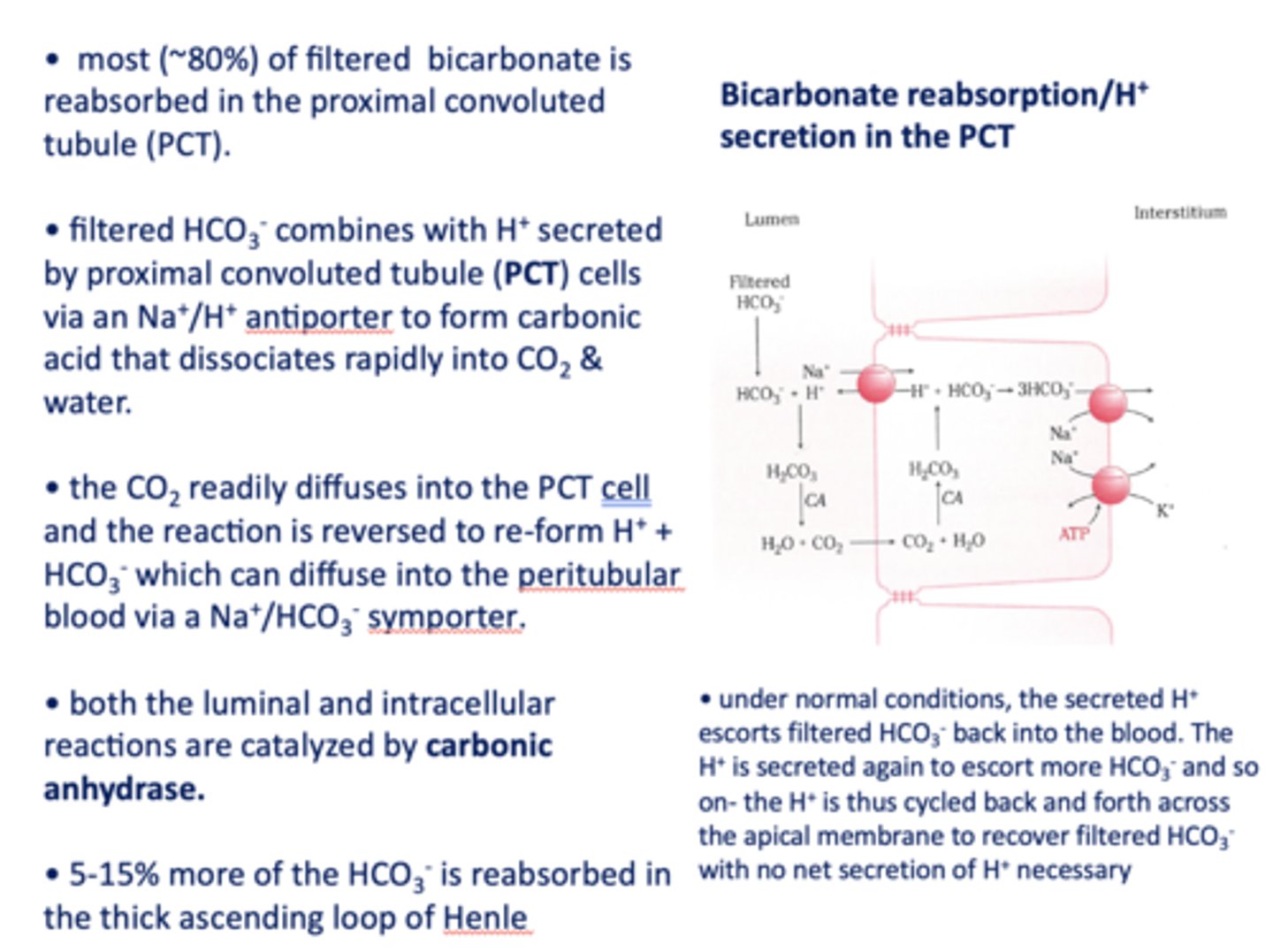 <p>H+, HCO3-</p>