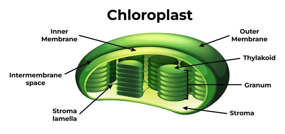 <p>(only plant cells)</p><ul><li><p>site of photosynthesis</p></li><li><p>contains chlorophyll (green pigment)</p></li><li><p>has thylakoids &amp; storm</p></li></ul><p></p>