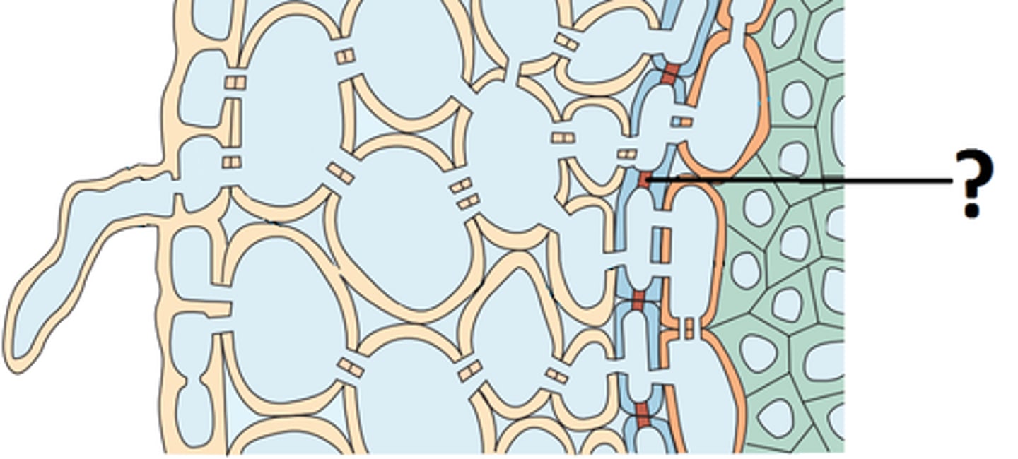 <p>Sammenhengende bånd dannet av voksaktig og vann-avstøtende stoff, gjør at vann + ioner må passere gjennom cytoplasmaene i cellene (kommer ikke mellom cellene lenger) for å komme seg til sentralsylinderen (vedrørene)</p>