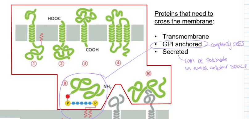 <ul><li><p>Transmembrane (portion in membrane)</p></li><li><p>GPI Anchored (completely crosses membrane)</p></li><li><p>Secreted (often soluble in extracellular space)</p></li></ul><p></p>