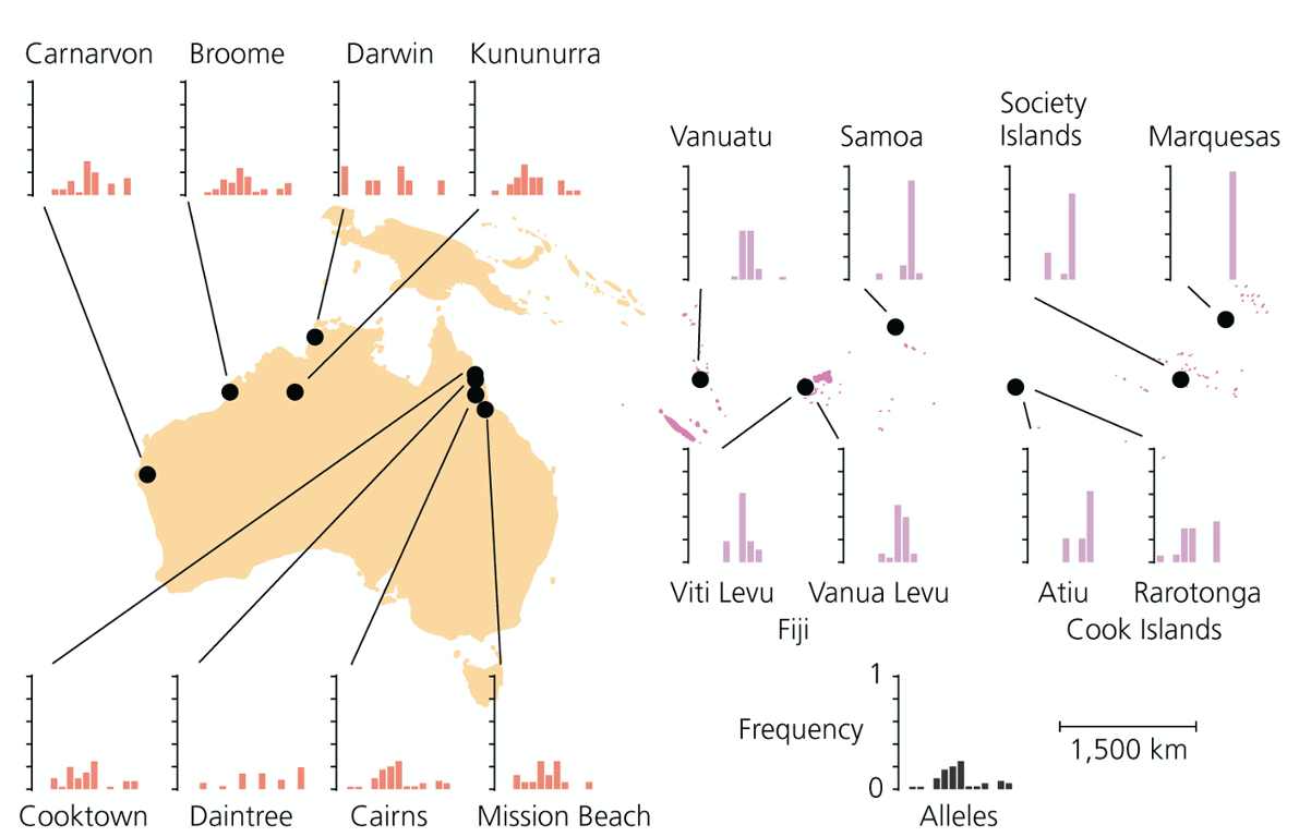 <p>A group of researchers studied the genetic diversity of one single species of Pacific field crickets in Australia and Oceania. In the image below, the researchers plotted the frequency of alleles in a locus (graph) for each population (black dot). Populations in Australia are coloured in orange, while populations in Oceania in pink. The researchers know that the environmental conditions in all the islands in Oceania are very similar.</p><p>Looking at the graphs of the frequency of alleles in all islands, can you explain why they might have this distribution?</p><p><span>a.</span>The distribution of allele frequencies in Australia is wider, while in Oceania all islands show a very narrow distribution. This can be explained by natural selection acting differently in each island of Oceania.</p><p><span>b.</span>The distribution of allele frequencies in Australia is wider, while in Oceania all islands show a very narrow, but different distribution. This can be explained by founder effect, crickets could have travelled to each island independently.</p><p><span>c.</span>Looking at the graphs we cannot tell the reason behind the distribution of frequencies.</p><p><span>d.</span>The distribution of allele frequencies in Australia is wider, while in Oceania all islands show a very narrow distribution. This can be explained by bottleneck effect.</p><p><span>e.</span>The allele frequencies are similar in all the populations, therefore, they all are in Hardy-Weinberg equilibium</p>