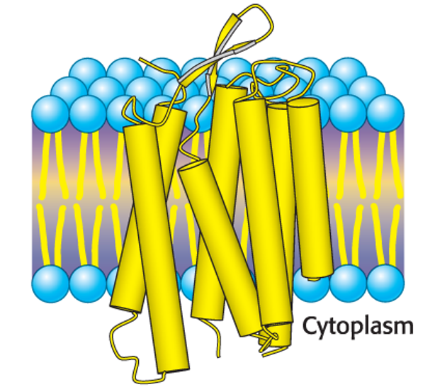 <p>Membrane-spanning <span><strong><span>α-helices</span></strong></span></p>