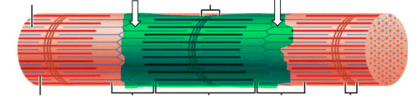 <p>name the structure</p>