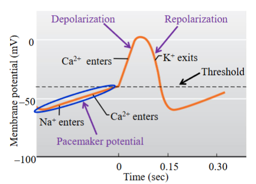 <p>SA node action potential </p>