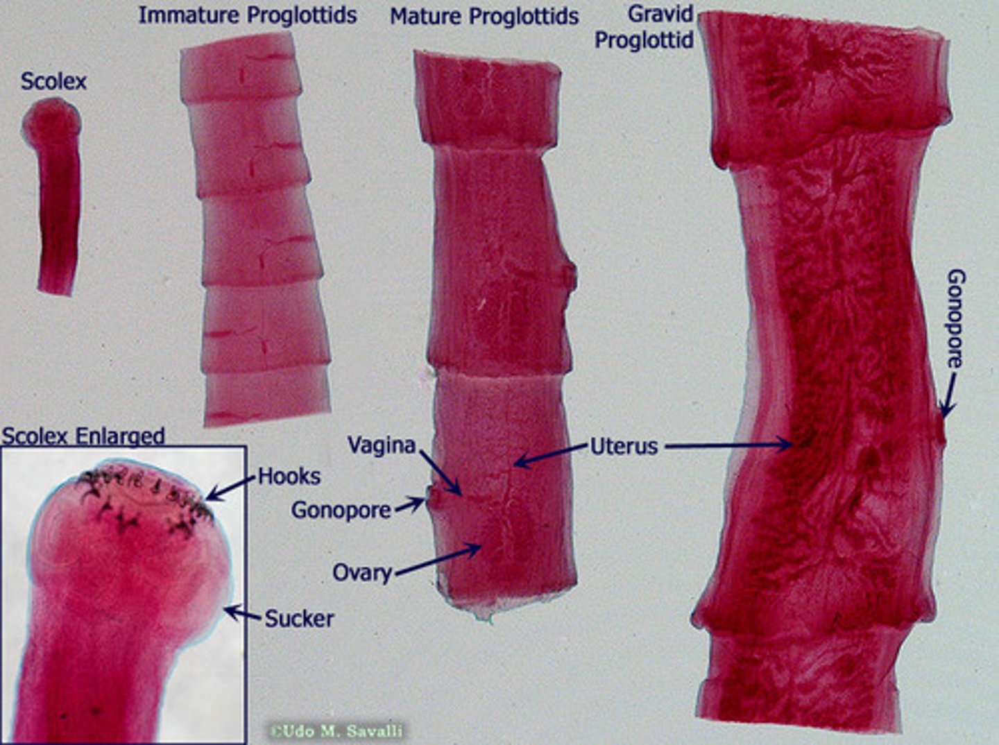 <p>tape worm diagram</p>