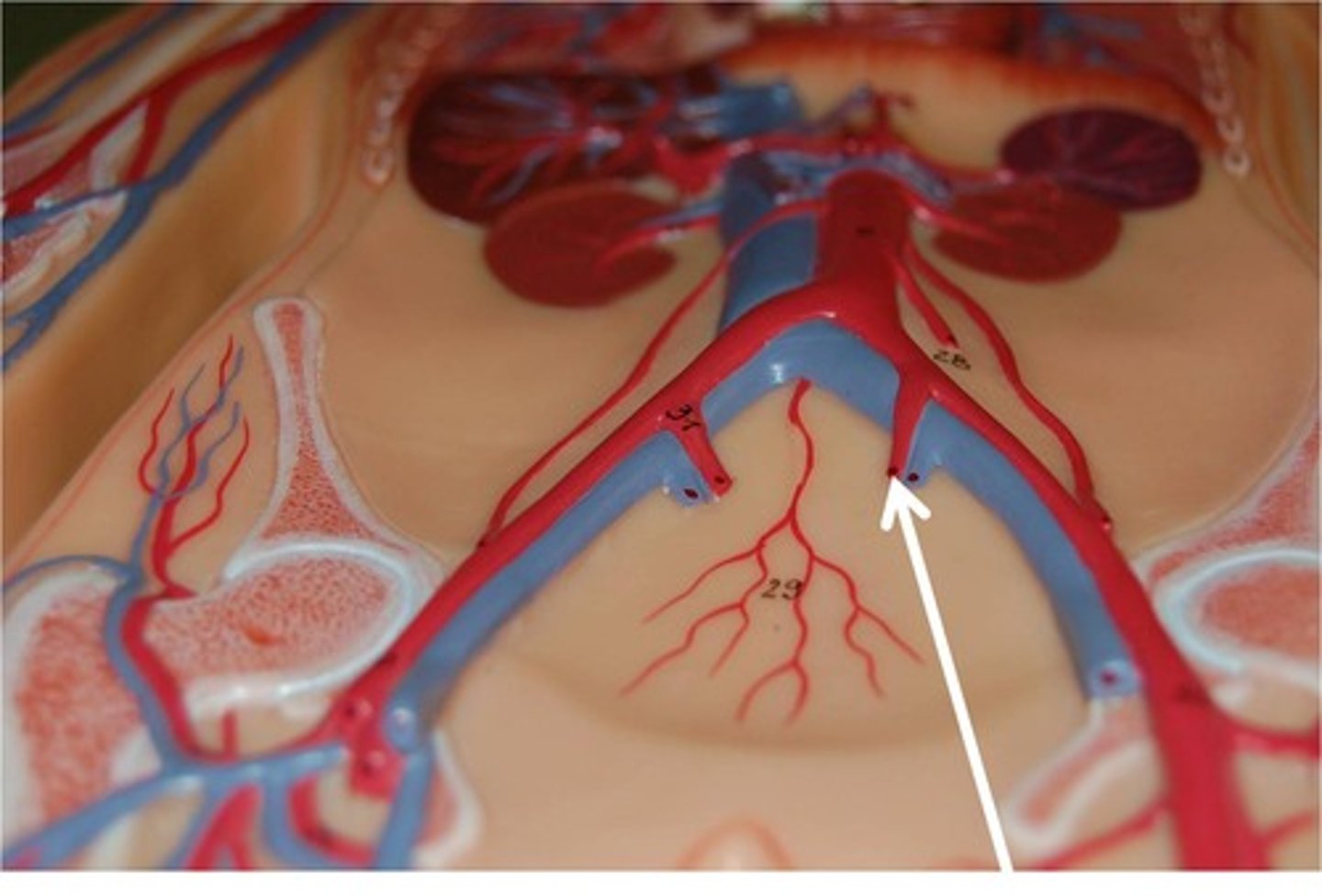 <p>Supply pelvic organs.</p>