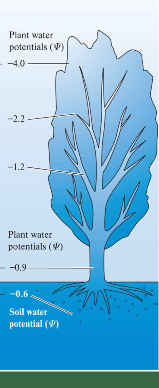 <p>0 = ROOTS</p><p>-100 = Hot dry air</p><ul><li><p>Water potential DECREASES in value as you move up the plant/tree</p></li></ul><p></p>
