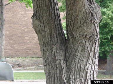 happens when angle of branch is way too acute \[V shape\]--weakens the tree substantially