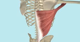 <p>Extends and adducts the arm</p>