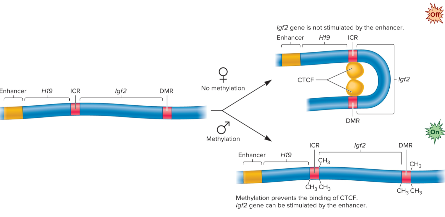 <ul><li><p>gene is <em><u>de novo methylated</u></em> during sperm formation but not during egg formation</p></li><li><p>methylation occurs at two sites: imprinting control region (ICR) and a differentially methylated region (DMR) </p></li></ul><p></p>