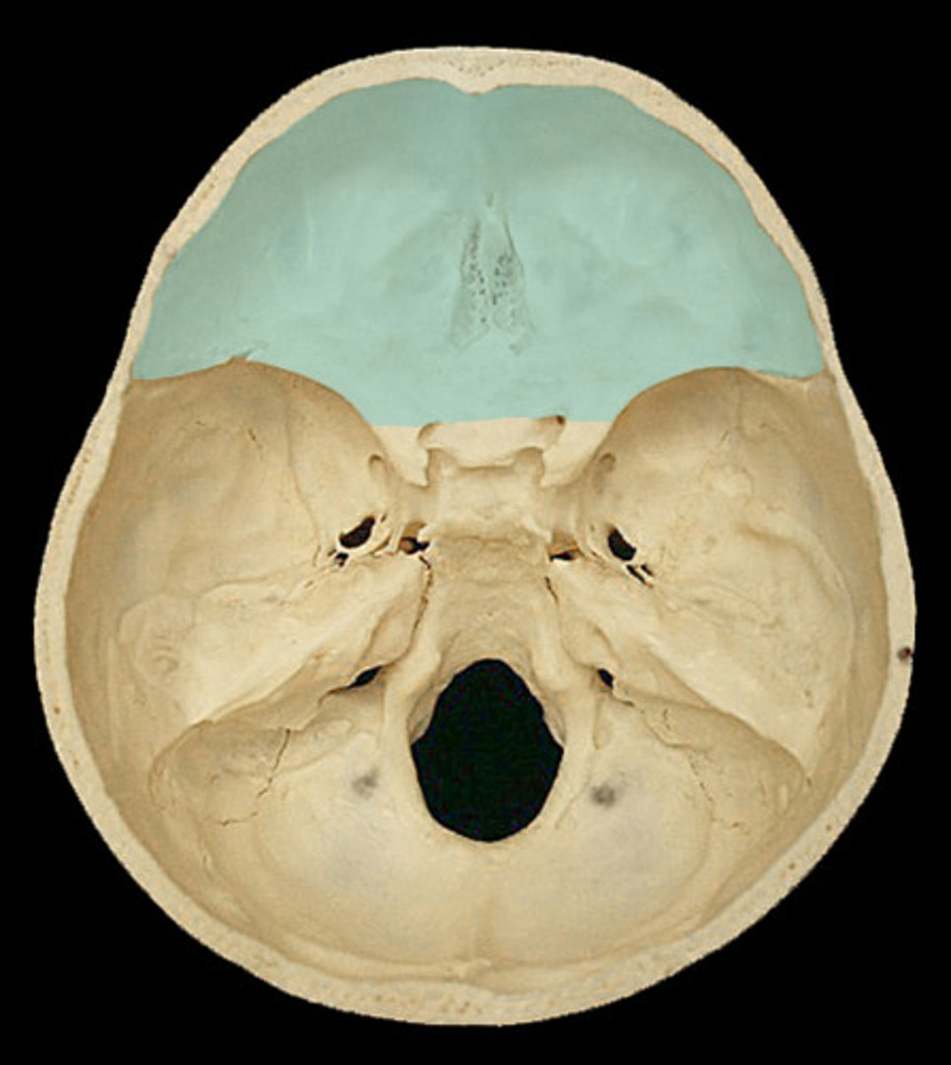 <p>a depression on a bone surface</p>