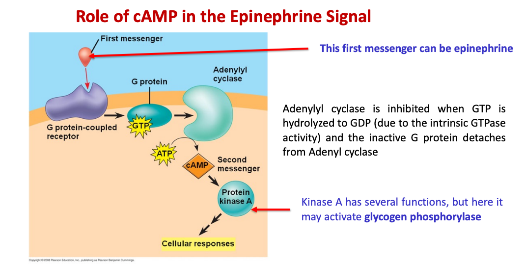 <ol><li><p>epinephrine (first messenger) binds to its alpha and beta receptors</p></li><li><p>inactive G-protein binds to the receptor and it becomes activated by replacing GDP with GTP</p></li><li><p>G-protein binds to adenyl cyclase which uses ATP to produce cAMP (secondary messenger)</p></li><li><p>cAMP binds to protein kinase A which eventually activates glycogen phosphorylase which would breakdown glycogen into glucose</p></li></ol>